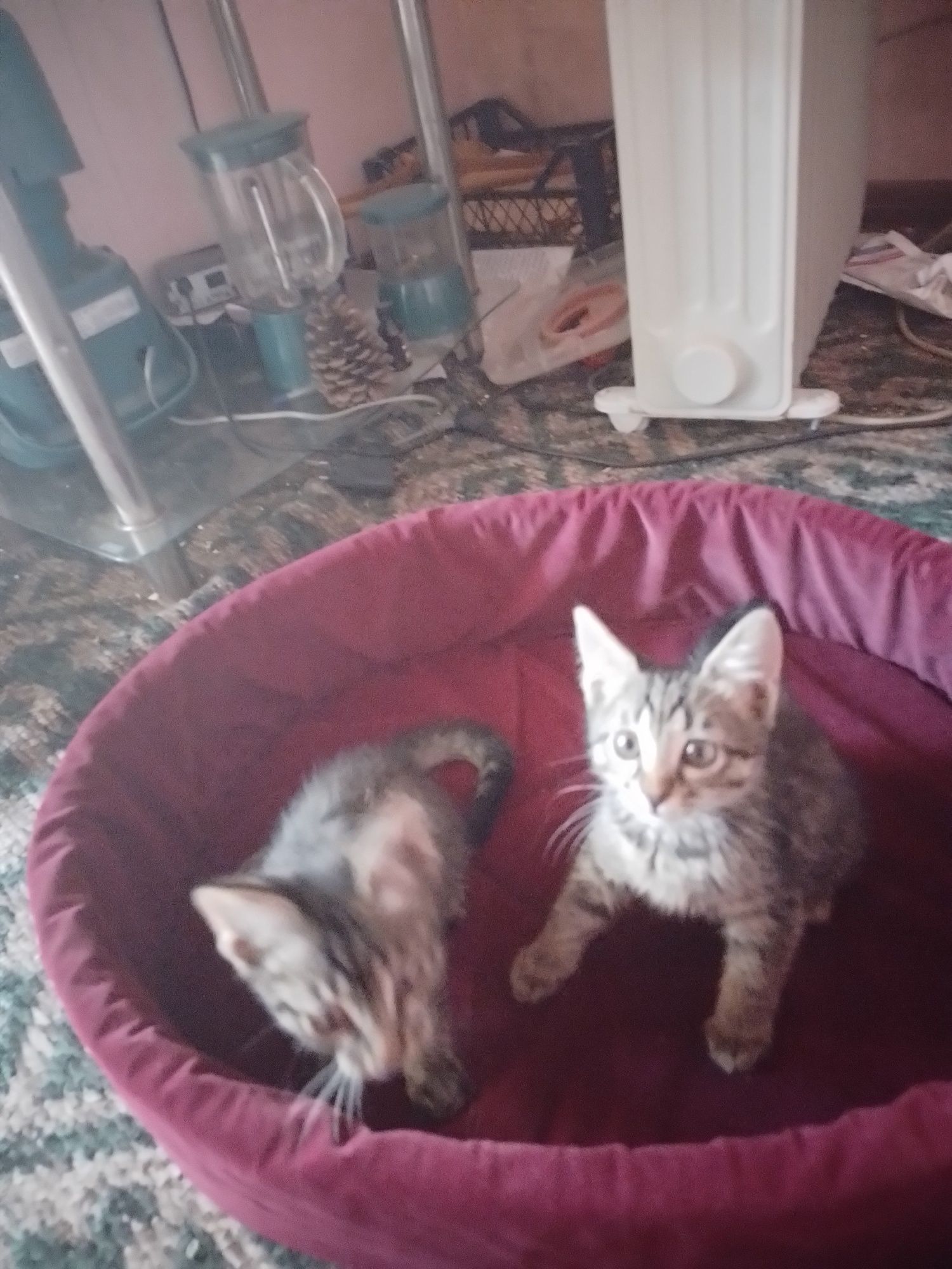 Отдам котят в добрые руки