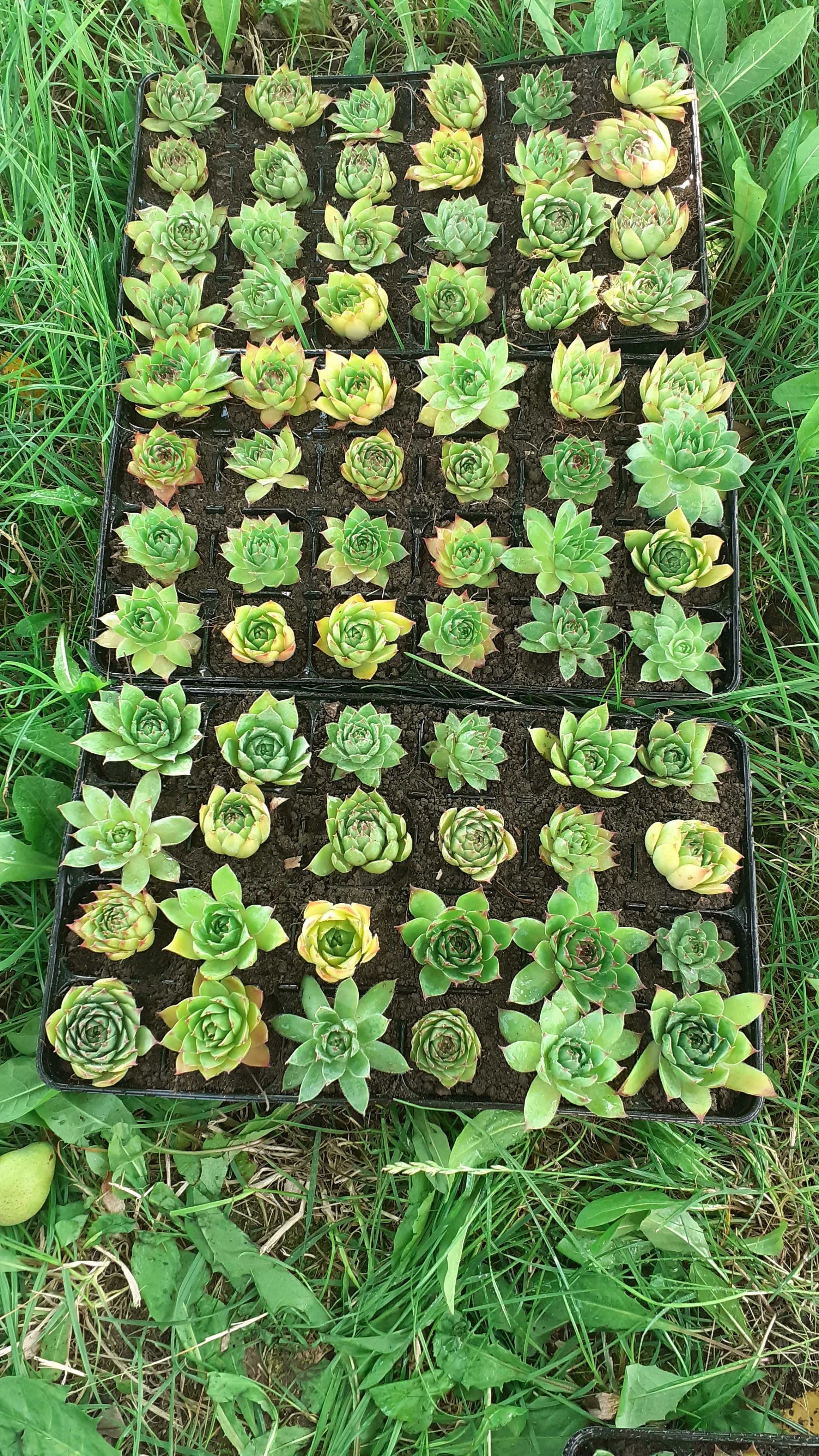 Sempervivum - urechelnita - suculente