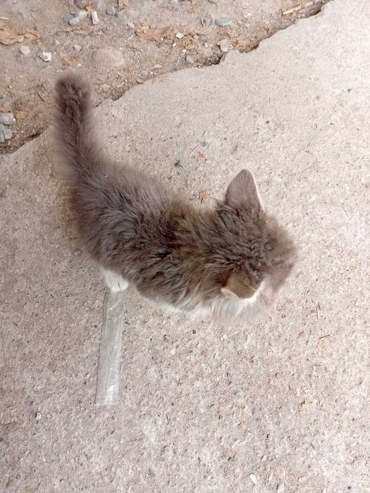 Милые котята,ждут домик