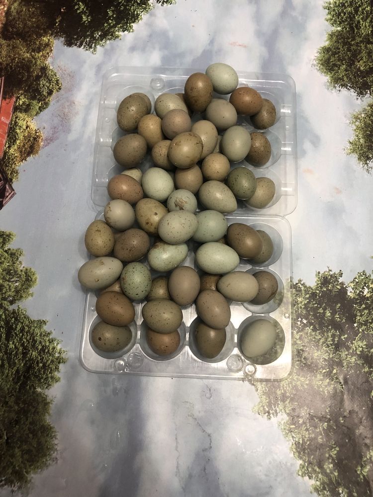 Яйца от падпъдъци