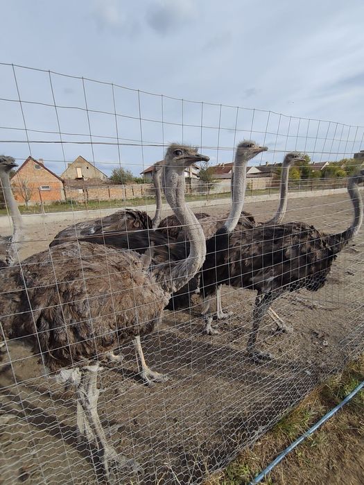 Vând familii de struți