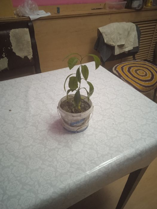 Продам мандаринового дерева