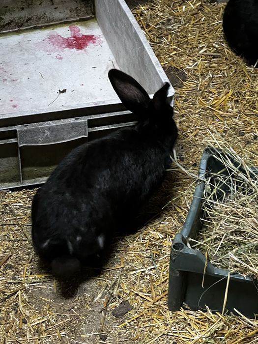 Iepuri tineri mascul si femela