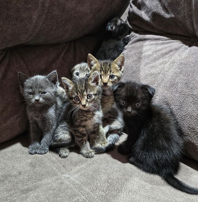 Котята шотландцы.