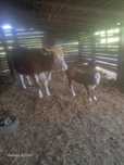 Vand  3 juninci baltate
