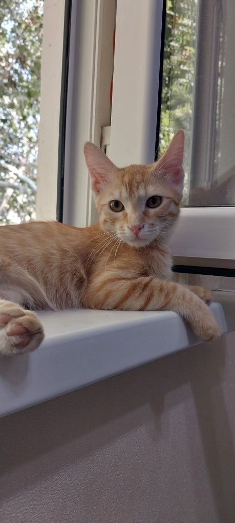 Кошка мальчик 4 месяцев.