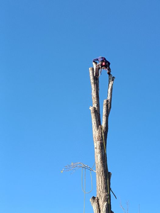 Рязане и кастене на дървета