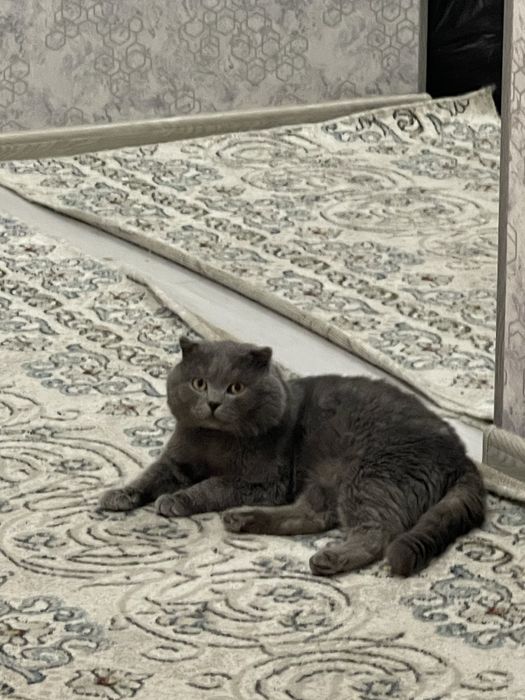 Продаёться скотиш фолд