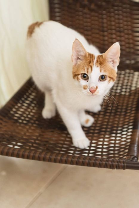 котенца от Созопол