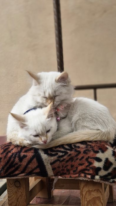 Бесплатные кошки