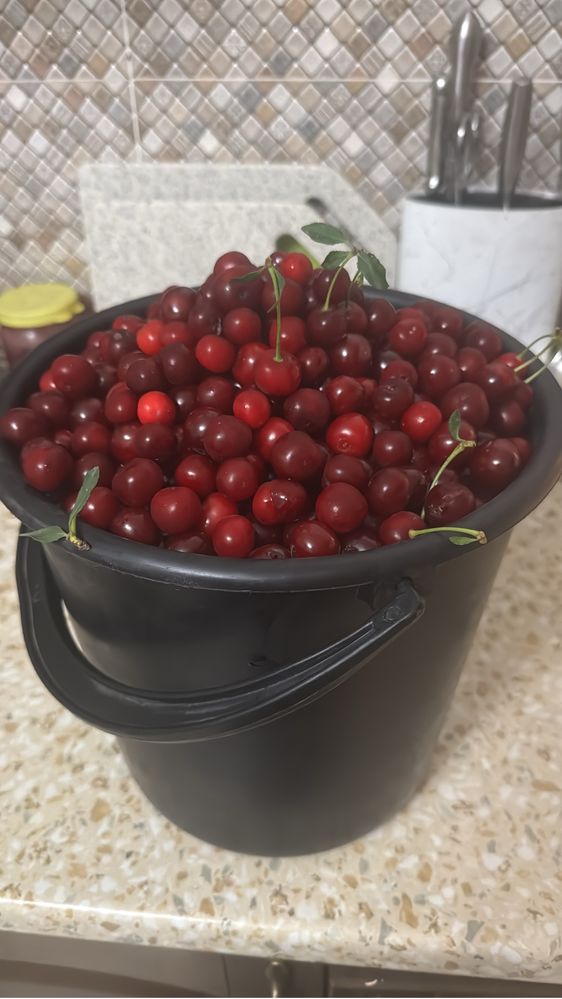 Продам вишню дачную