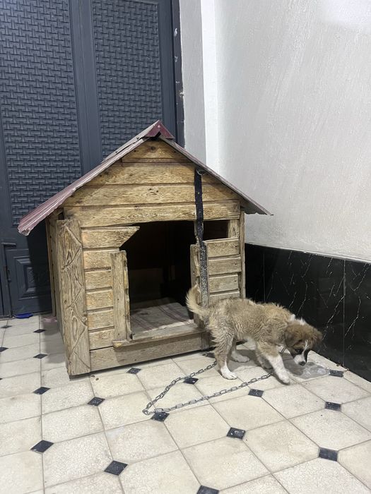 Продам собаку вместе с домиком пародистий