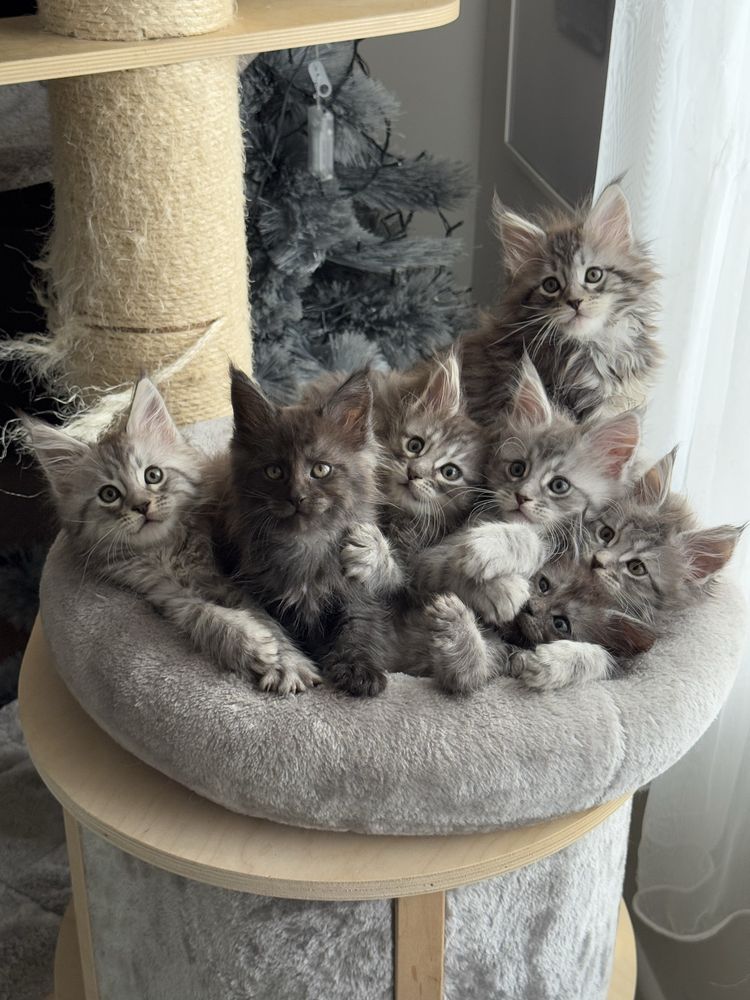 Мейн кун котенца / Мейн куун котенца / Maine coon kittens