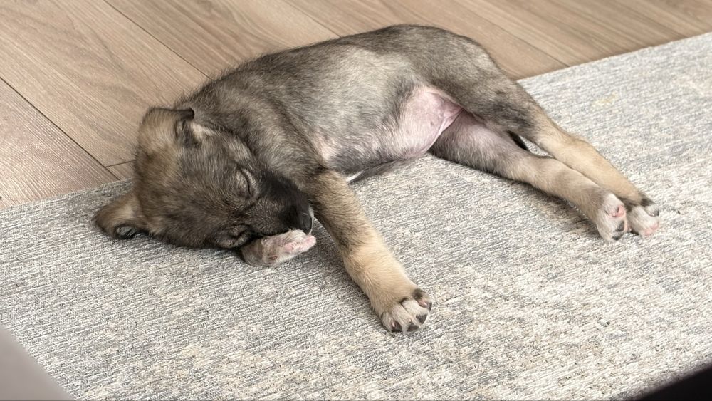 Подарява се момиче