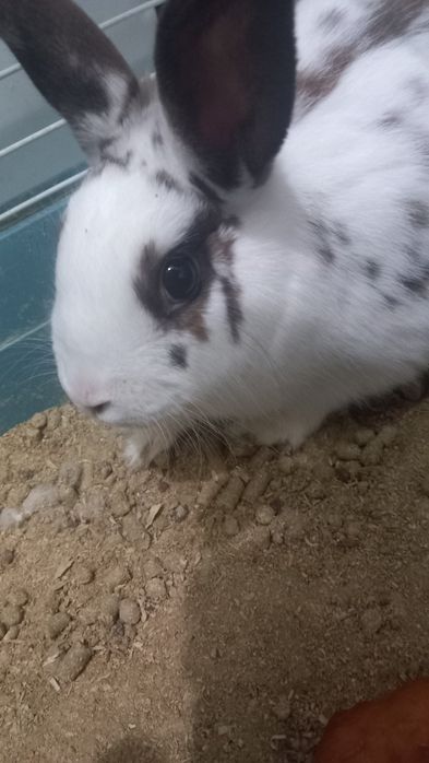 Quyonlar sotiladi 400 min parasi