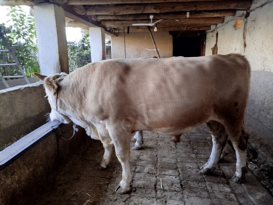 Ассаламу алейкум букалар сотилади Порода Авликол ,Сементал