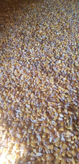 Vand porumb recolta 2025