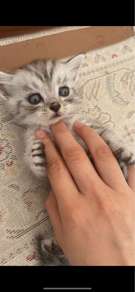 прямоухий котенок
