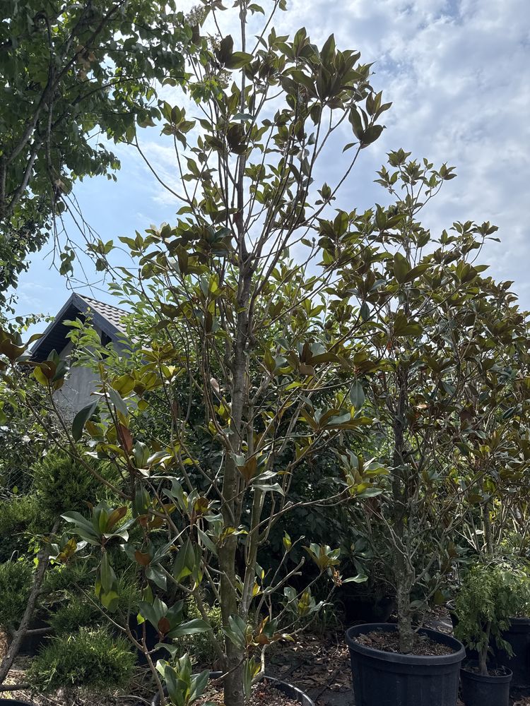 Magnolia grandiflora 3m/5m