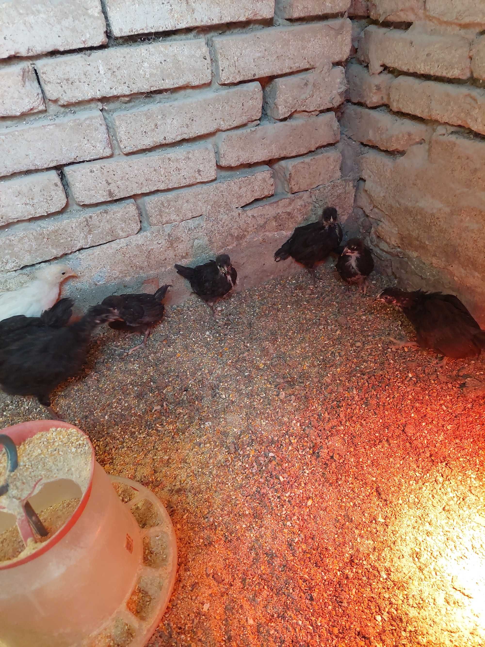 Pui de găini australorp negru cu 6-7 săptămâni