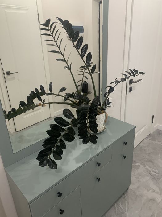 Продам долларовое дерево