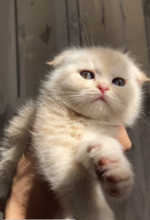 котёнок Scottish Fold