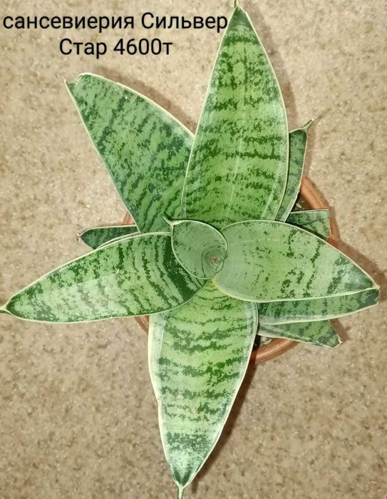 Продам комнатные цветы хорошо для офиса или большой квартирыжжжжжжжжжж