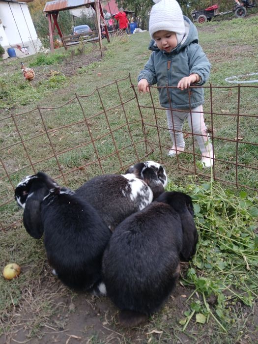 Iepuri berbec belgian