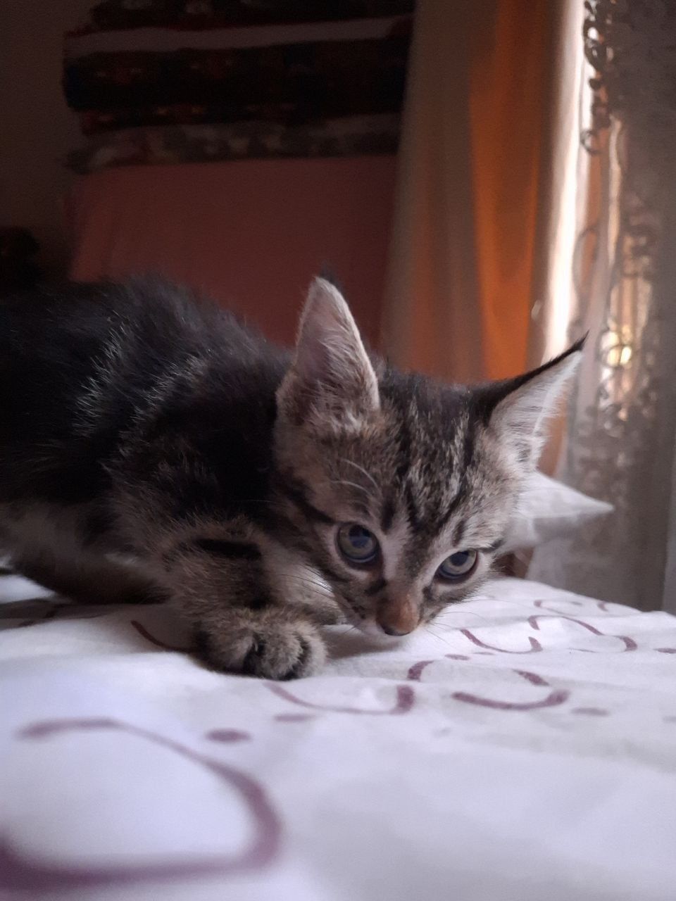 Бесплатно котята
