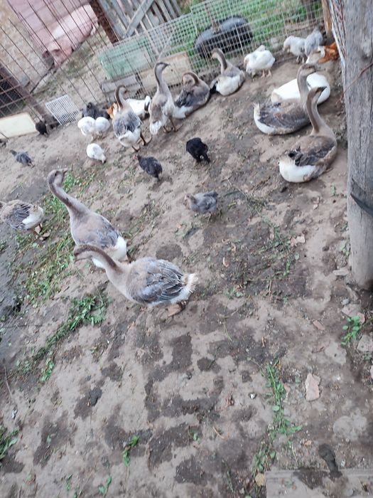 Vând gâște 150 de lei bucata