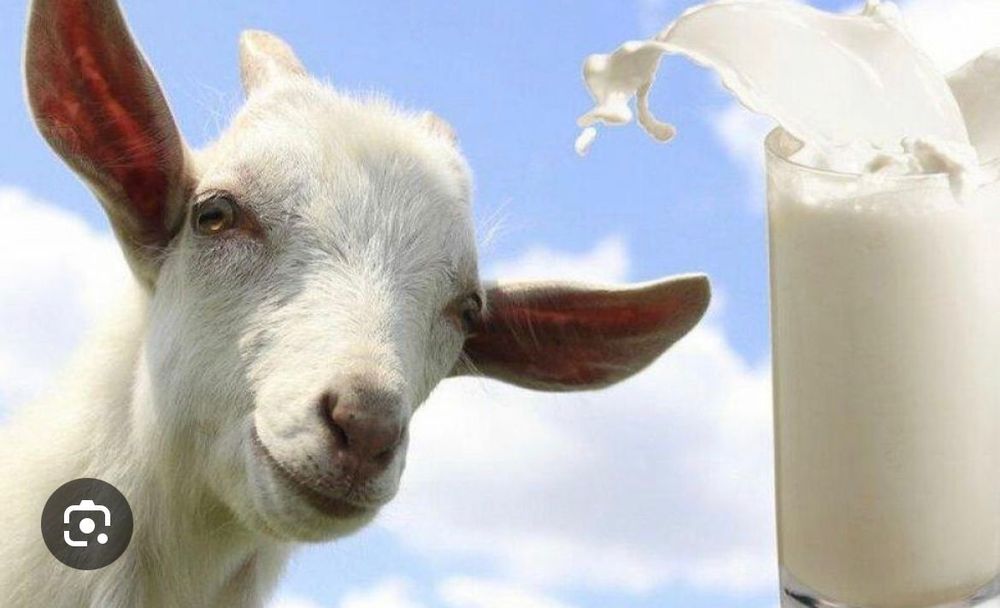 Таза альпиский ешкі сүті. Чистое козье молоко