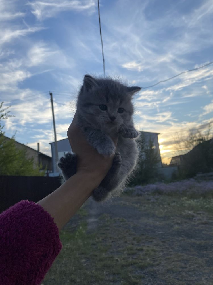 Отдаю крсивых котят !