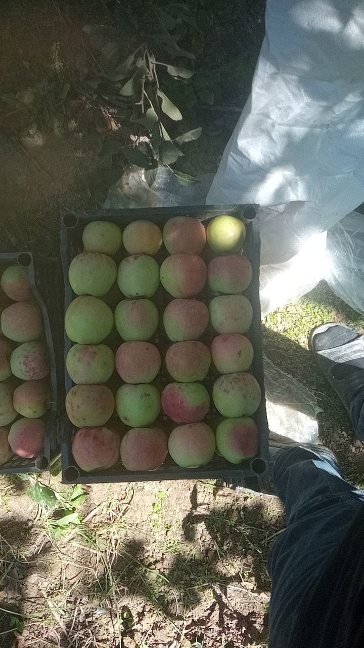 Olma bor. Arzon. Toshkent tumani Sabzavot mahalla