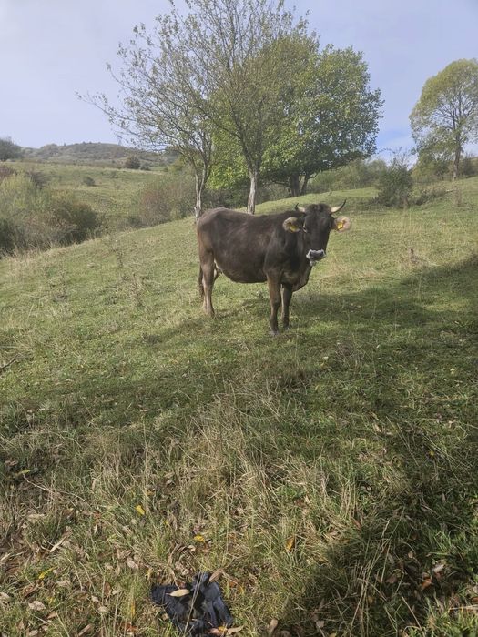 Vand vaca , 3 ani