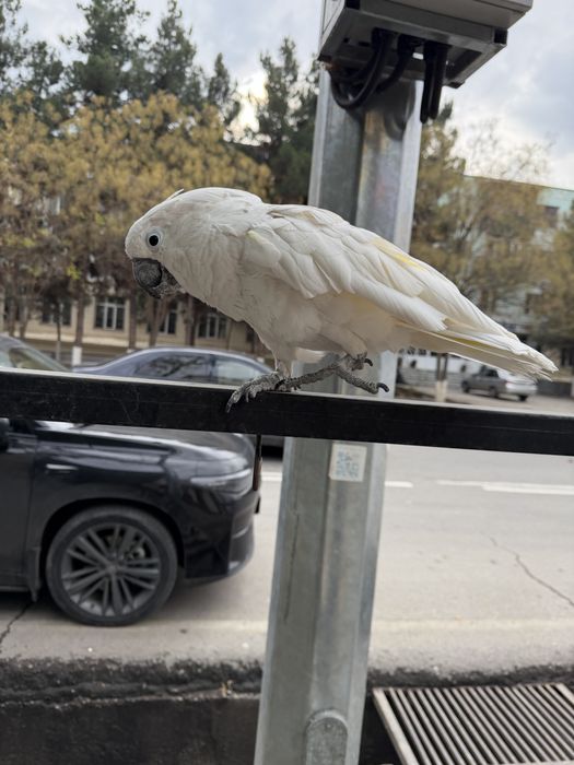 Бели хохли Какаду