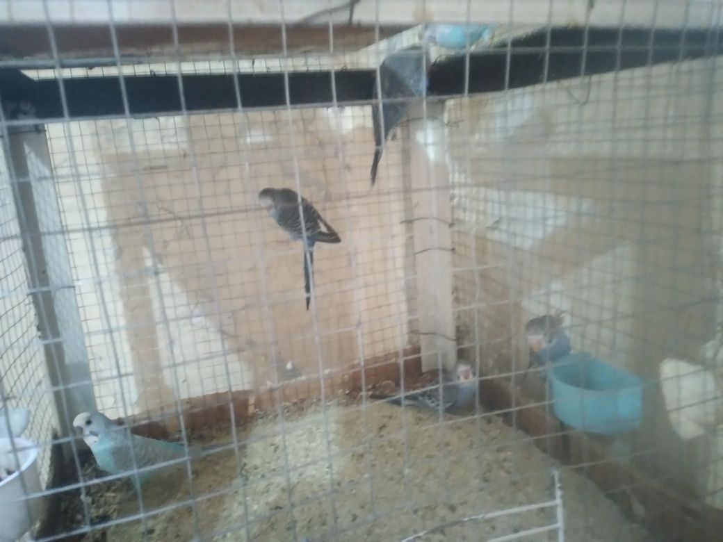 Papugay qushlari so'tiladi 10 dona 3 para tuhim qoyishiga garantiya