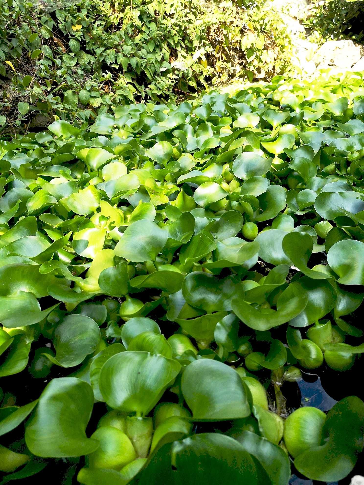 Vand set 10 plante iaz, zambile de apa, mature