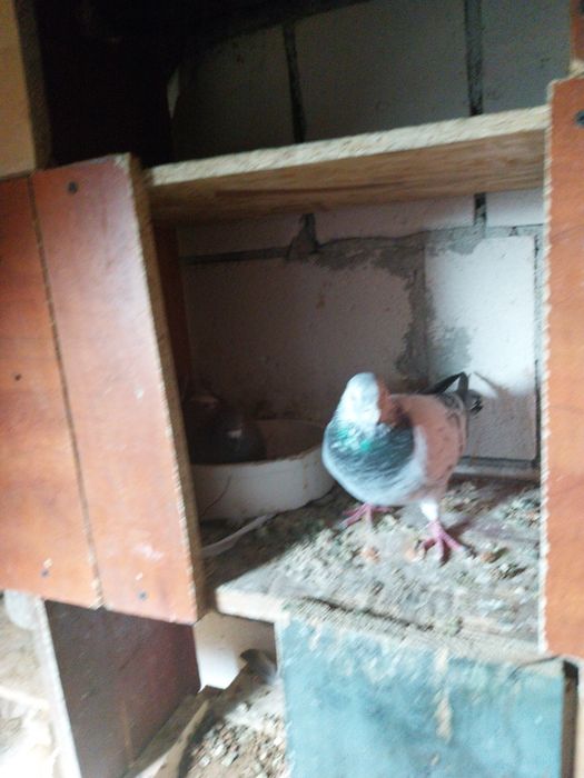 Porumbei voiajori  pui nezburati și maturi