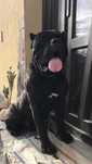 mascul cane corso italiano