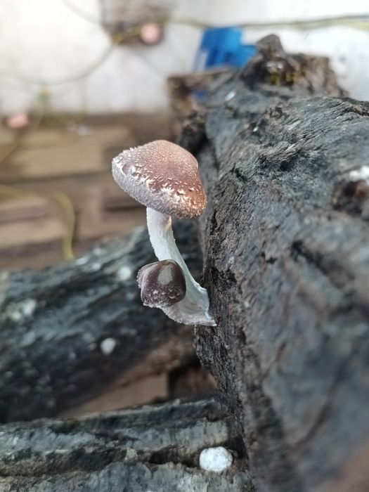 Дава се под наем Промишлена сграда в с. Яхиново, Област Кюстендил - 120 кв.м за 765 € - Снимка #12