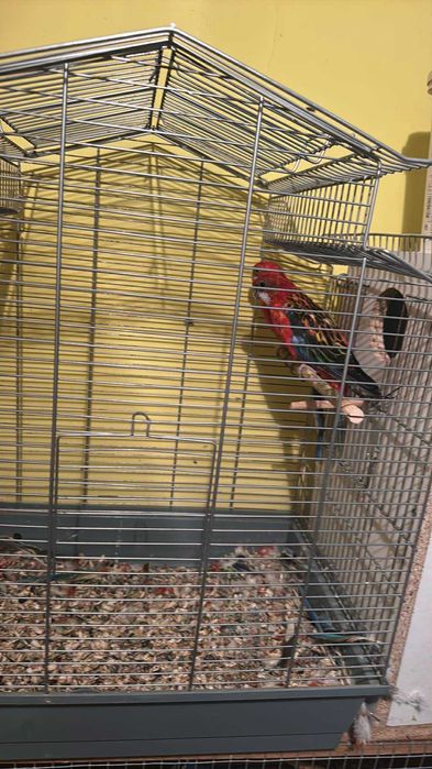 Papagali Diferite Rase