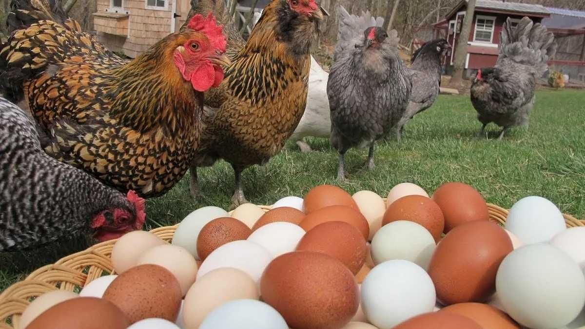 Яйцо Хайсекс племенное яйцо для инкубации