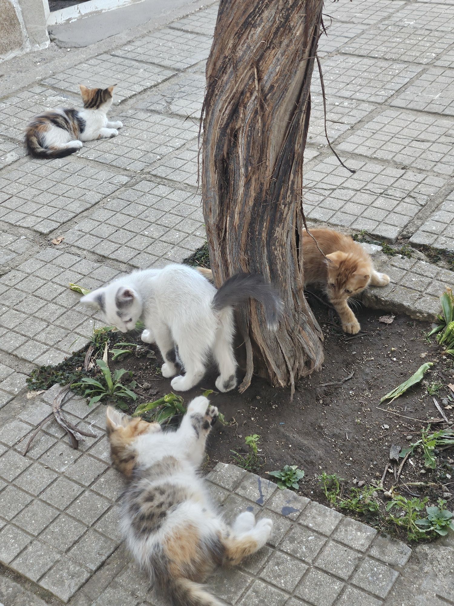 Подарявам котенца