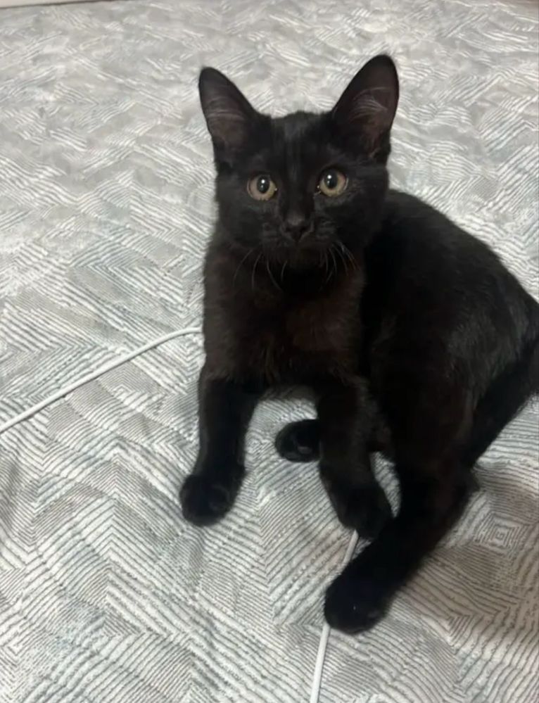 Одам даром котенка