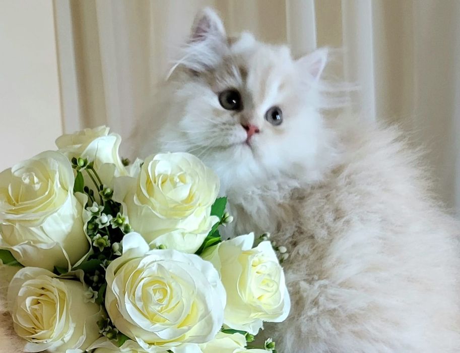 Pui pisica persana shinshilla silver