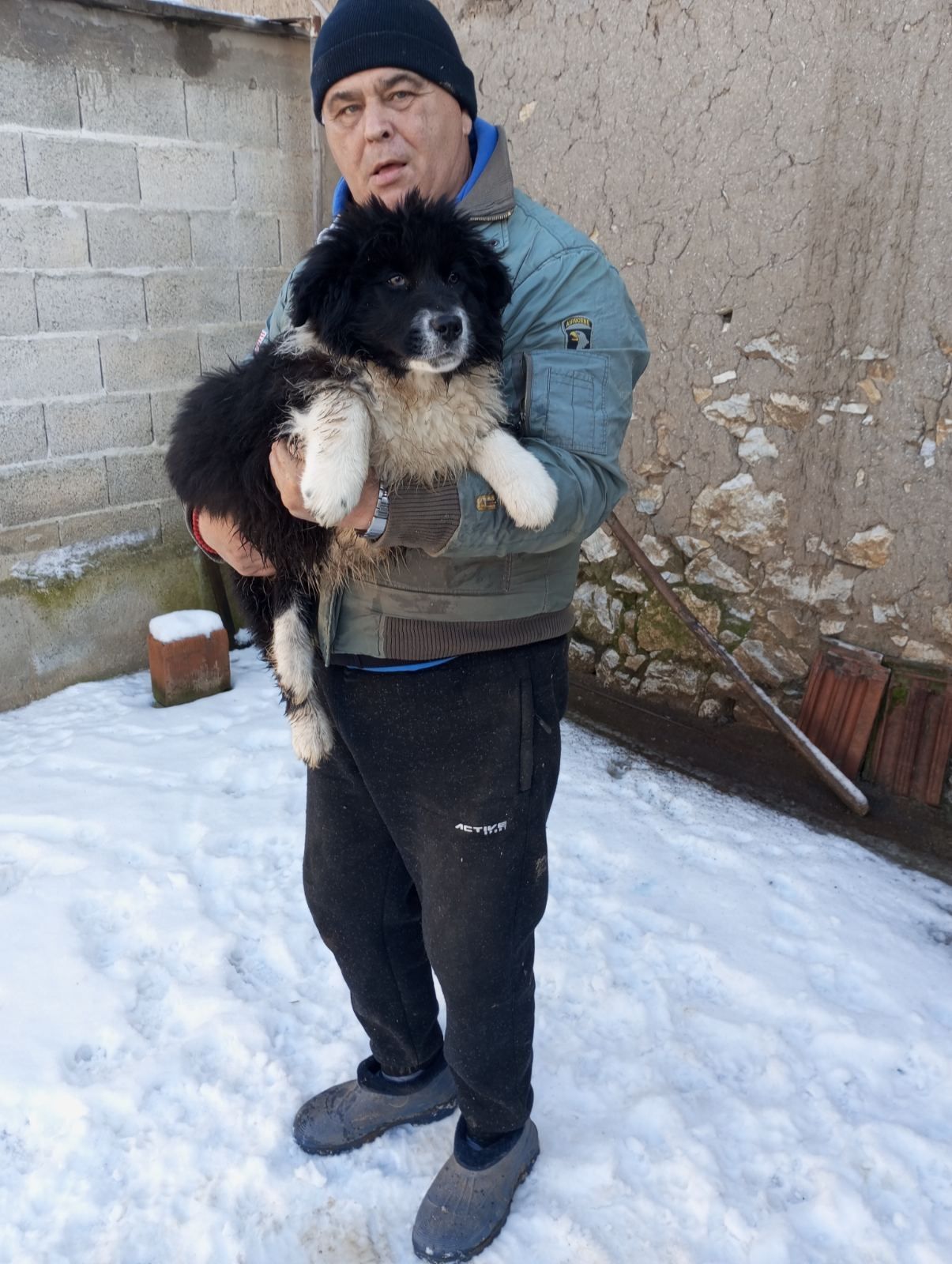 Продавам кучета български овчарки