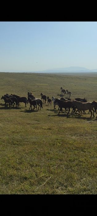 Құлынды биелер үйірімен сатылады