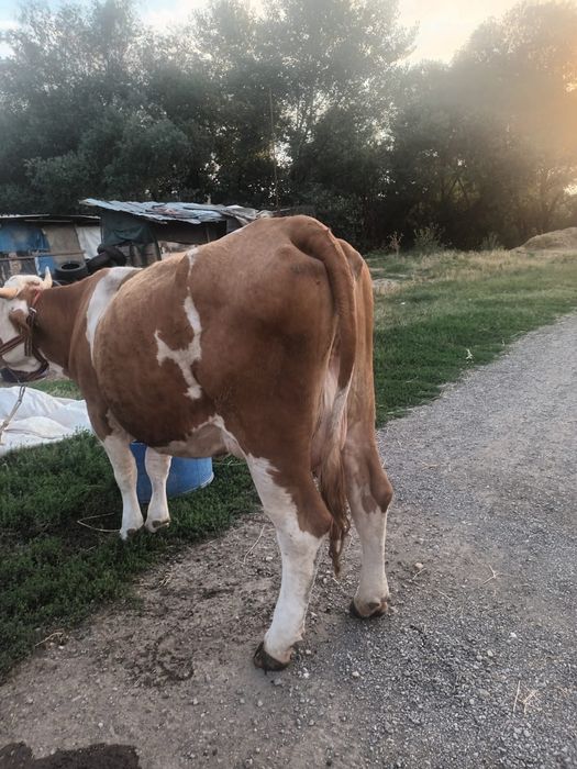 Vand urgent 4 vaci Baltata Romaneasca
