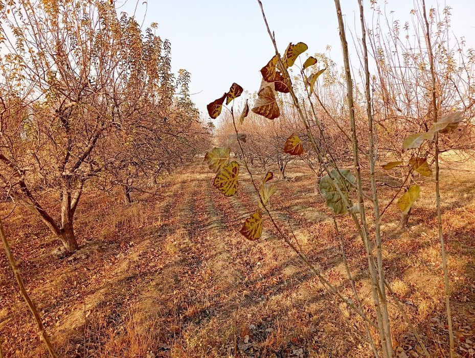 Uchastka sotiladi 25 sotix