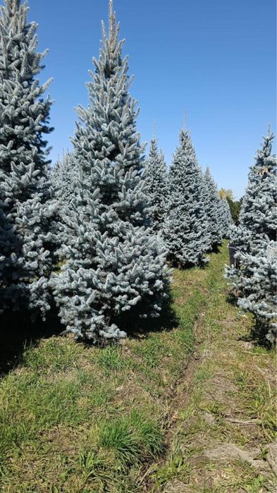 Голубая ель Блю Даймонд